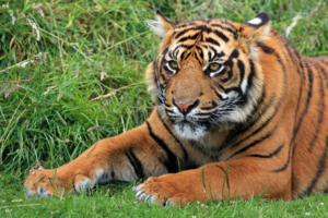 Wild Sumatran Tiger9352915391 300x200 - Wild Sumatran Tiger - Wild, Tiger, Sumatran, Lioness